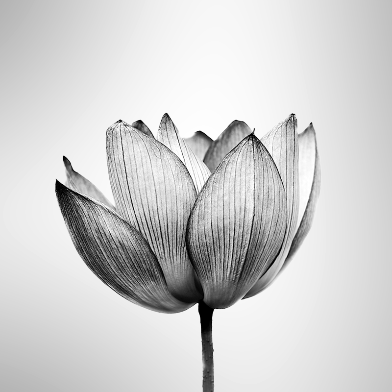 fiore fondo grigio