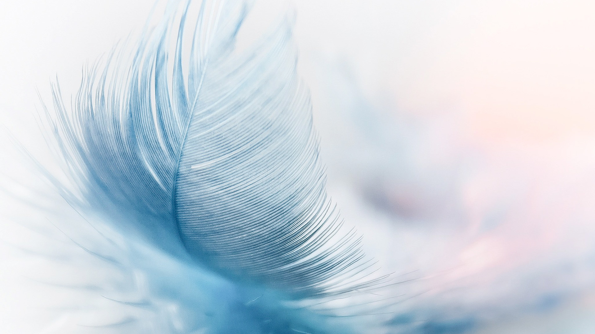 evoluzione creativa piuma