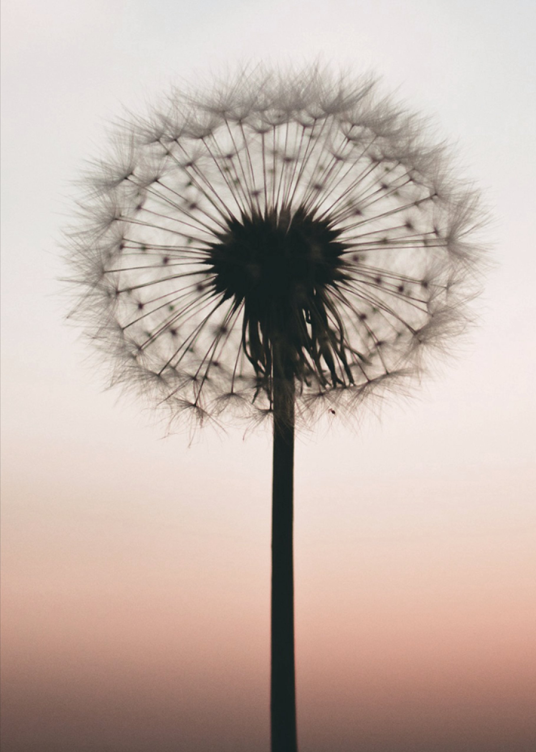 soffione al tramonto