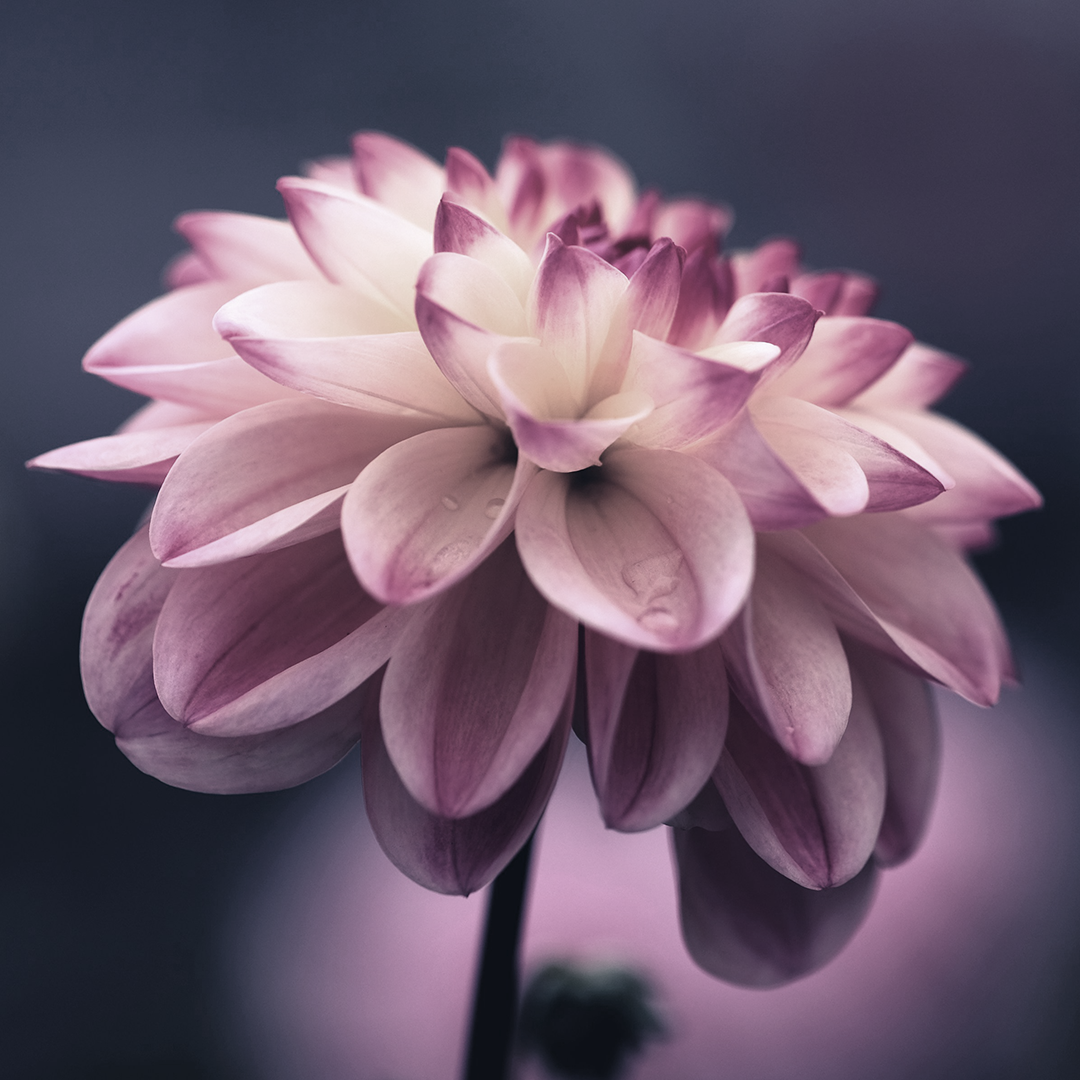 Fiore rosa su fondo scuro